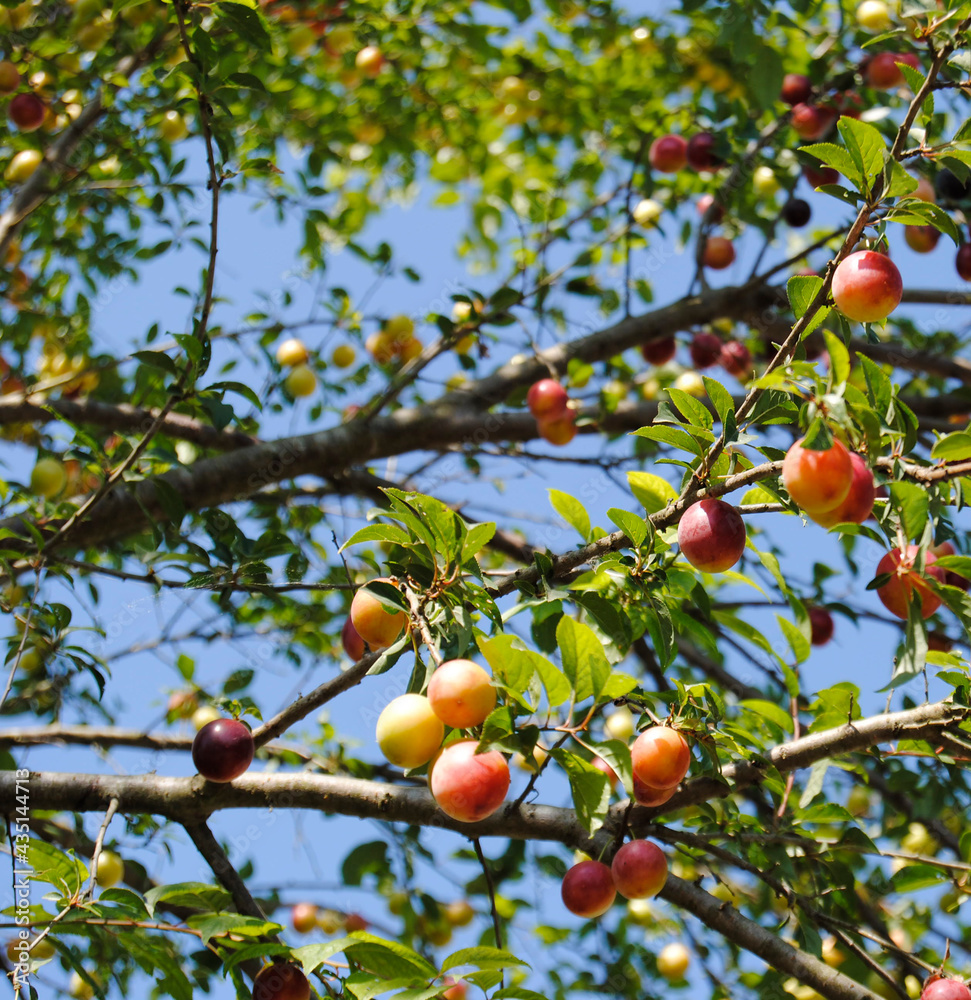 plum on the tree