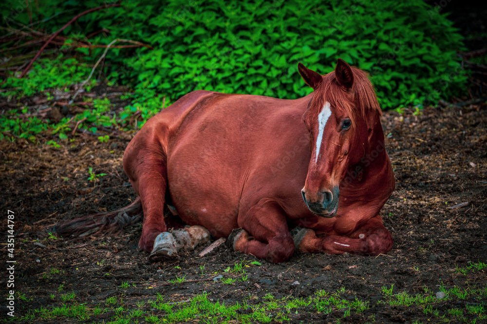 Fototapeta premium horse lying on the field