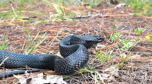 eastern Indigo snake (Drymarchon couperi) slithering right, tongue out, long leaf pine needles, black scales, head and eye detail photo