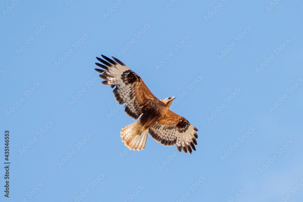Fototapeta premium hawk in flight