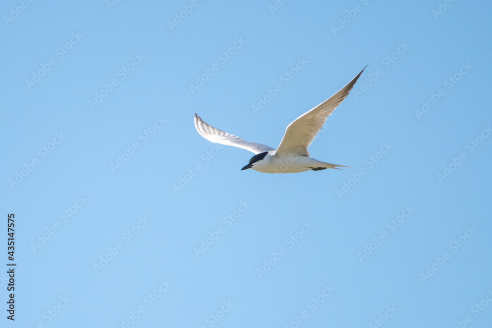 seagull in flight seagull in flight