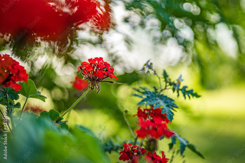 background, beautiful, beauty, bloom, blossom, blurred background, bright, closeup, color, colorful, flora, floral, flower, garden, green, leaf, natural, nature, plant, red, spring, summer background, beautiful, beauty, bloom, blossom, blurred background, bright, closeup, color, colorful, flora, floral, flower, garden, green, leaf, natural, nature, plant, red, spring, summer