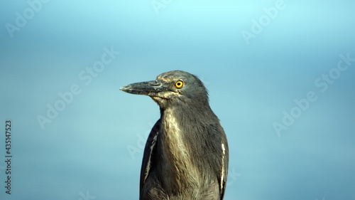 Close up of a lava heron (Butorides sundevalli) at Puerto Egas, Santiago Island, Galapagos, Ecuador photo