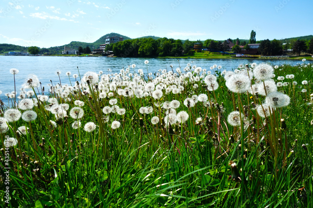 Blooming white dandelion on the shore of the lake on a beautiful sunny day