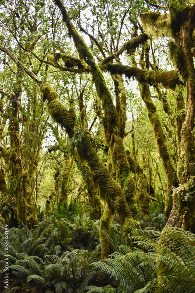 New Zealand, Milford Track is one of the Great Walks. This track is 52 kilometres long and takes you through the stunning sceneries of Fiordland National Park. New Zealand, Milford Track is one of the Great Walks. This track is 52 kilometres long and takes you through the stunning sceneries of Fiordland National Park.
