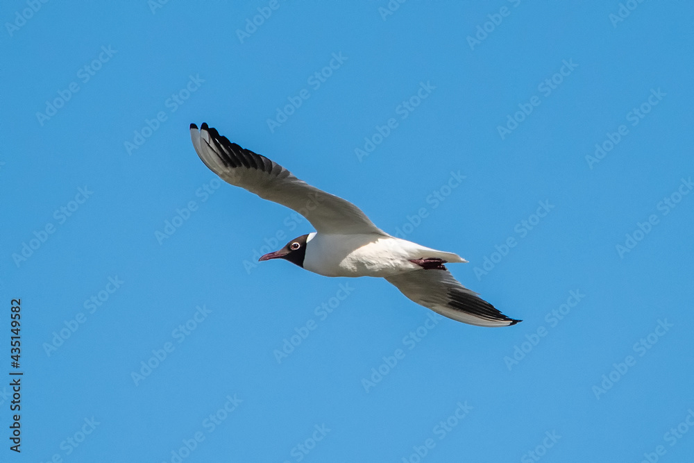 seagull in flight