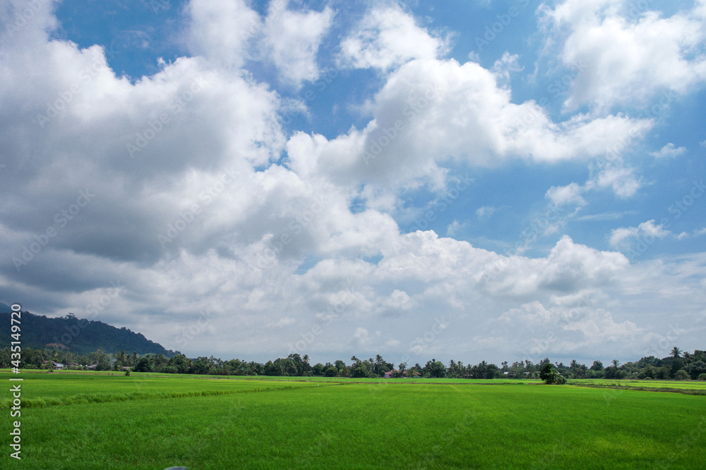 A beautiful scenary of a green paddy field under a cloudy blue sky