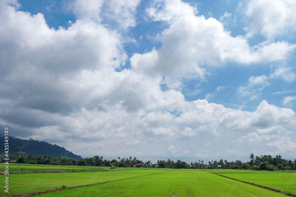 A beautiful scenary of a green paddy field under a cloudy blue sky A beautiful scenary of a green paddy field under a cloudy blue sky