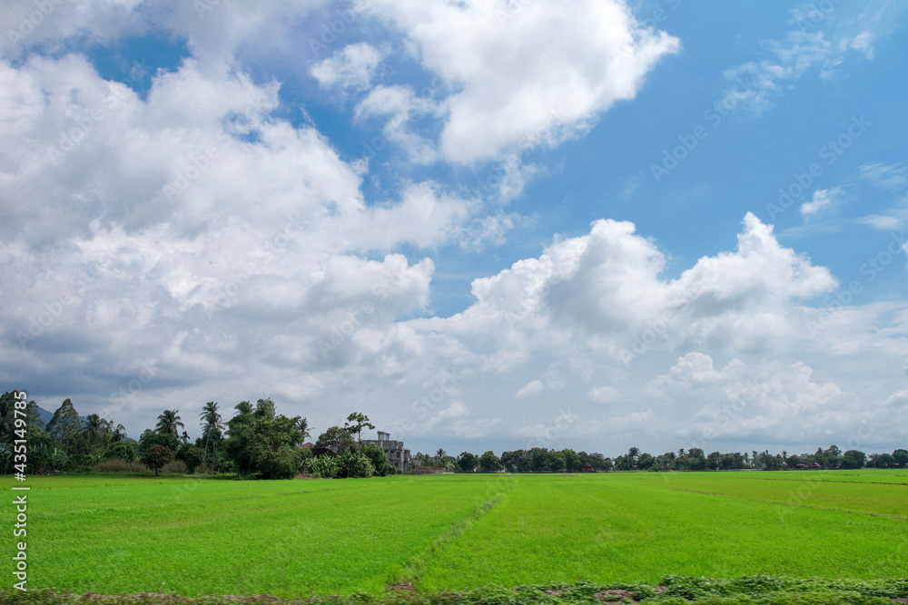 A beautiful scenary of a green paddy field under a cloudy blue sky