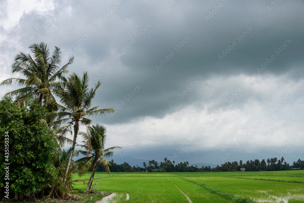 Scenary view of paddy field and coconut tree with cloudy blue sky Scenary view of paddy field and coconut tree with cloudy blue sky