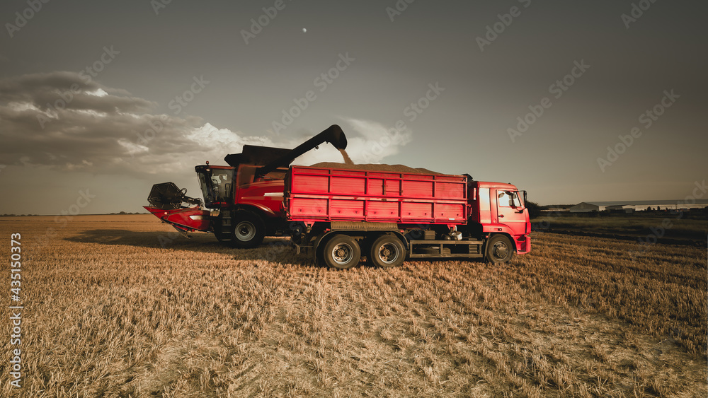 Obraz premium Harvesting grain in a farmer's field. The combine harvester unloads into the back of an agricultural the truck in the evening at sunset. Bright rural background, wallpaper, design. Tinted photo.