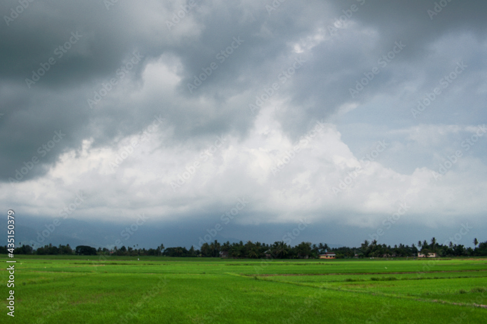 A beautiful scenary of a green paddy field under a cloudy blue sky