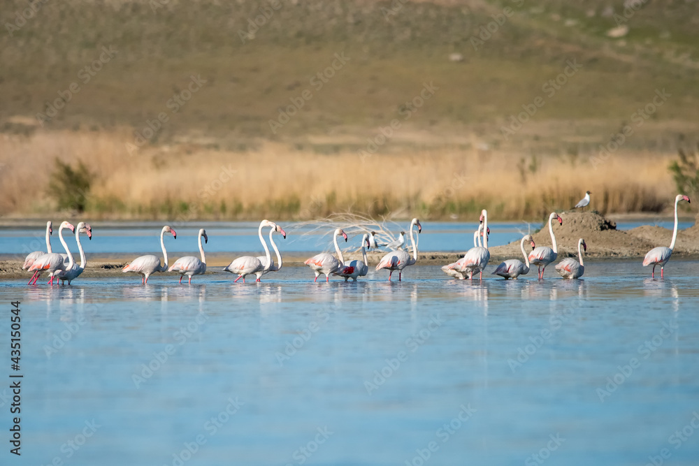 Fototapeta premium flamingos in the water