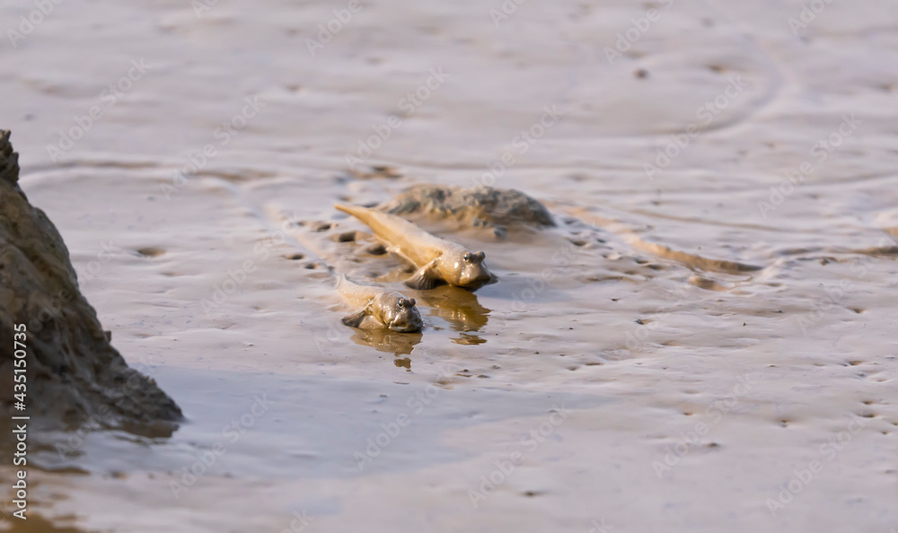 mudskipper or amphibious fish on the mud mudskipper or amphibious fish on the mud