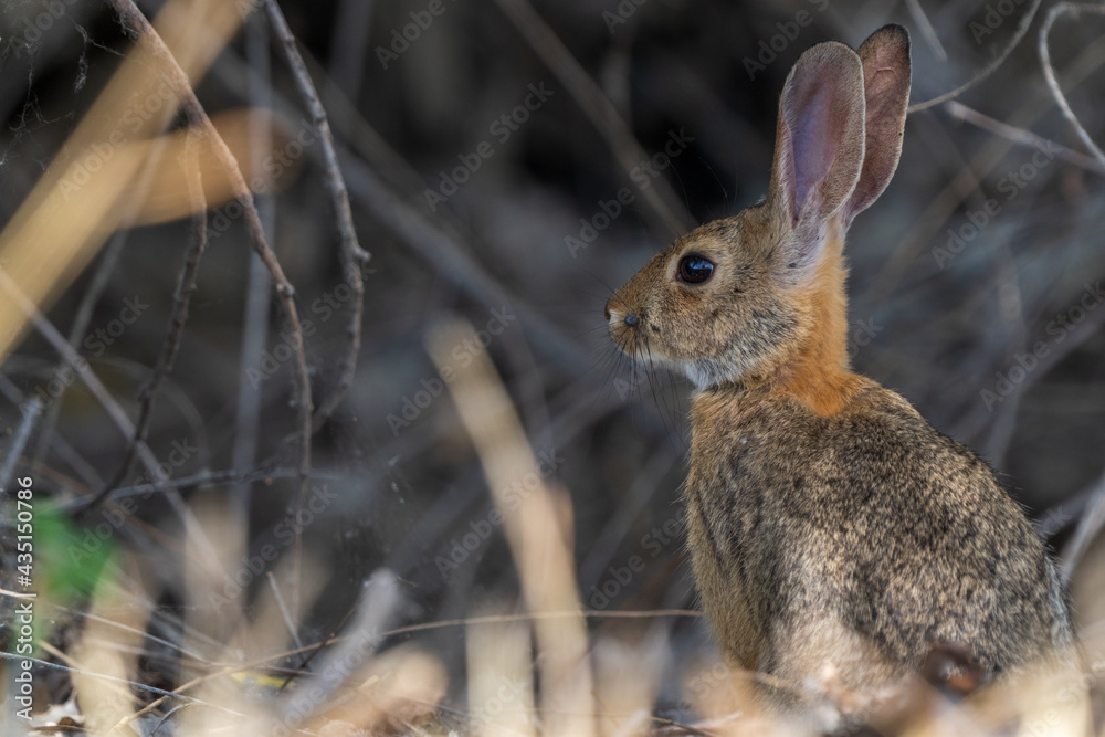 Fototapeta premium rabbit in the woods