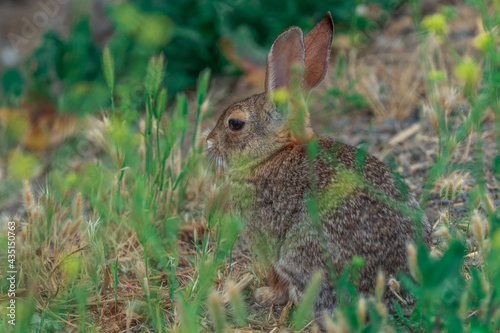 rabbit in the grass © Iktwo