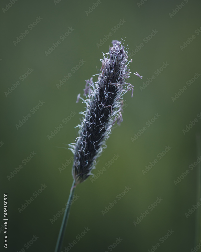 caterpillar on a plant