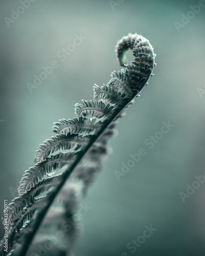 close up of fern leaf