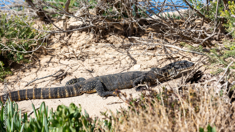 Naklejka premium A Rosenburg Goanna sunning itself on Kangaroo Island South Australia on May 8th 2021