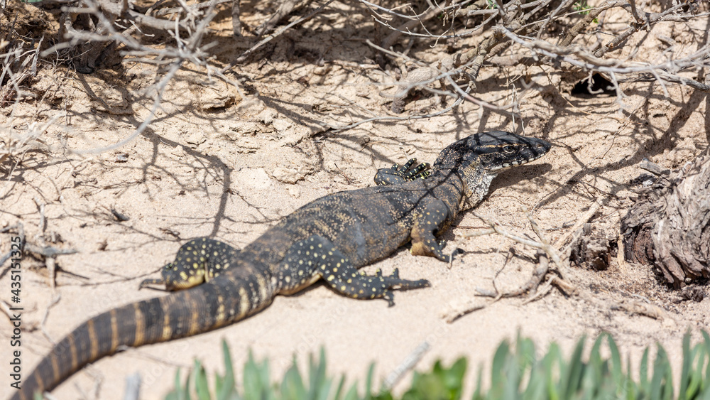 A Rosenburg Goanna sunning itself on Kangaroo Island South Australia on May 8th 2021 A Rosenburg Goanna sunning itself on Kangaroo Island South Australia on May 8th 2021