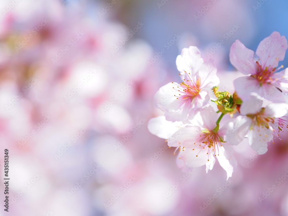 北海道の桜 エゾヤマザクラ