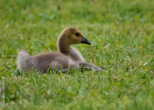 baby Canada goose © Pam