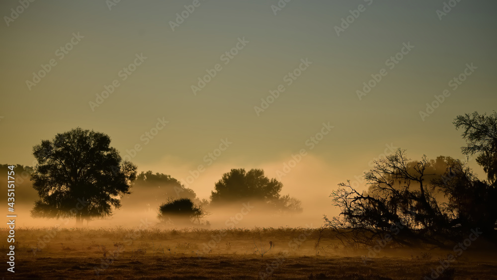 Obraz premium hazy sunrise with low fog over prairie with tree silouettes, halpata tastanaki preserve Dunnellon, Florida