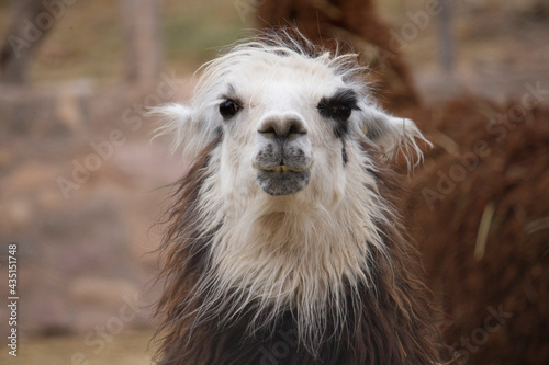 Andean wildlife. Portrait of a llama looking at camera. Its beautiful brown and white fur. © Gonzalo