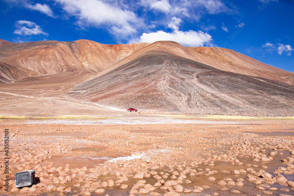 Naklejka premium vida animal