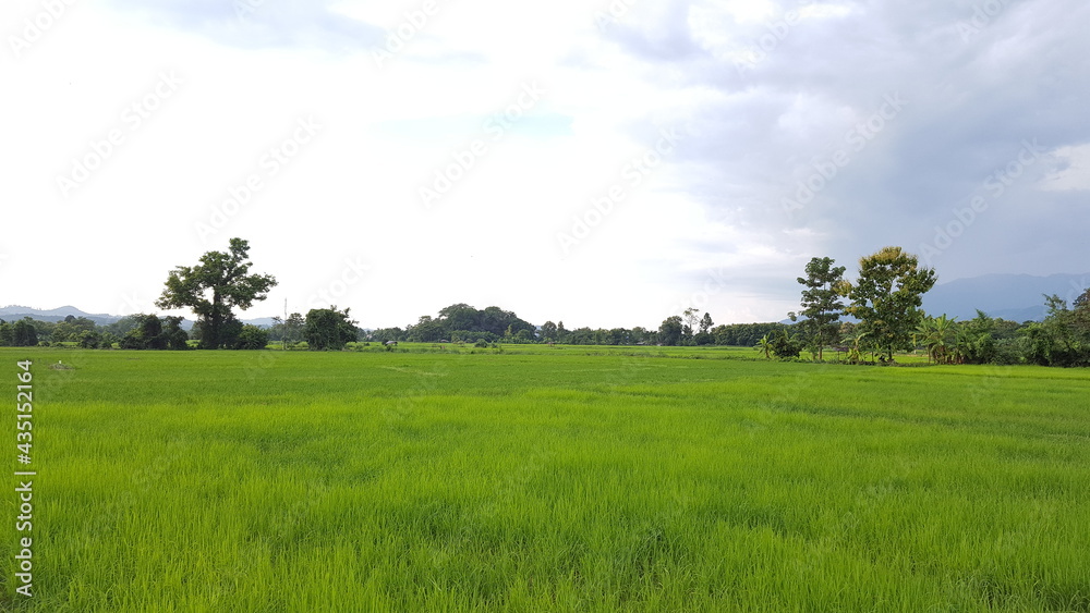 Rice fields which planted by work-hard farmers are growing at a countryside.
