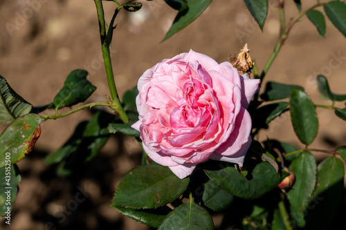 Kiss Me Kate rose flowers in field, Ontario, Canada. 
Scientific name: Rosa 'Kiss Me Kate'
