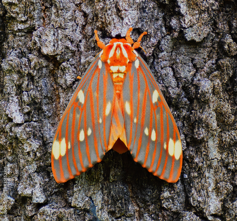 Strikingly colored giant silk moth - Regal Moth, Citheronia regalis ...