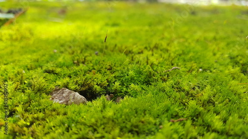 A sheet of moss which covers a railway of death.