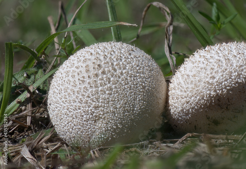 Common Puffball (Lycoperdon Perlatum) close up, aka The Devil's Snuff-box, Florida mushroom,  great detail, macro closeup, edible photo
