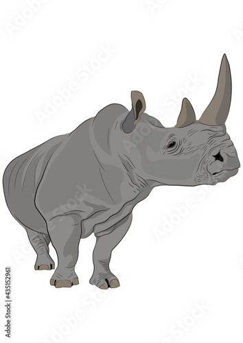 white rhinoceros