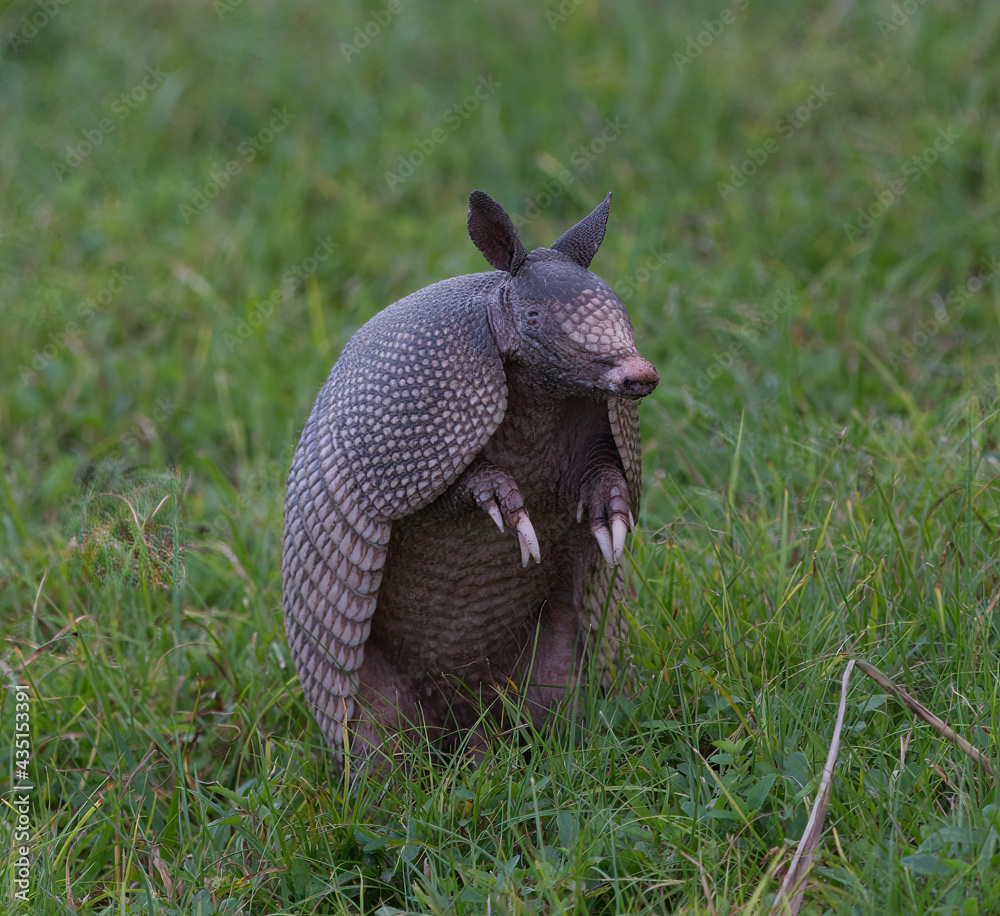 Wild ninebanded armadillo (Dasypus novemcinctus), or the ninebanded