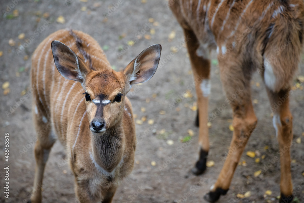 deer in zoo