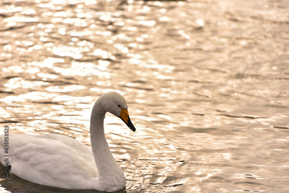 Obraz premium 美しい白鳥