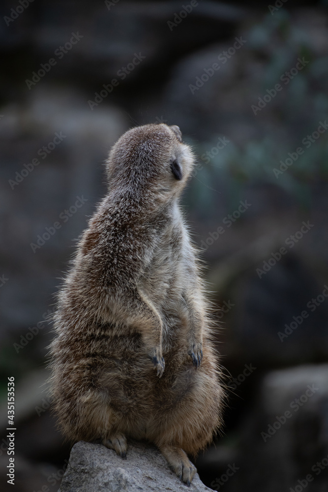 Fototapeta premium meerkat on the lookout
