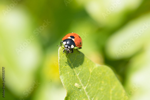 ladybug on leaf © MACRO BLOOMS