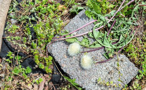 Φωτογραφία Two dying dandelions wilting on a concrete slab in Missouri