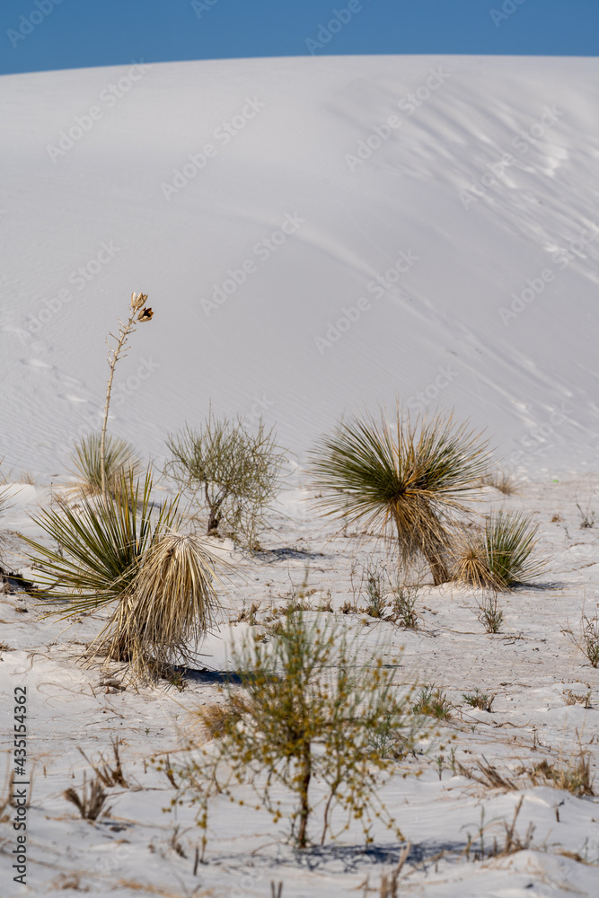 Yucca plants grow in the sand at White Sands National Park in New Mexico Yucca plants grow in the sand at White Sands National Park in New Mexico