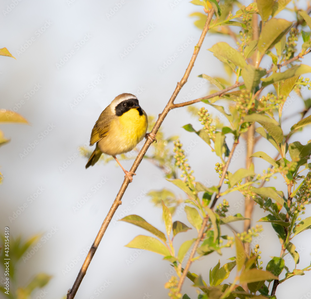 Obraz premium A Common Yellowthroat Warbler on a tree with white background