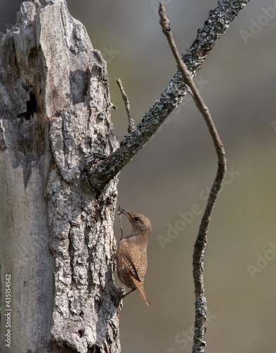 A House wren (Troglodytes aedon) climbing to its nest in a tree with building material