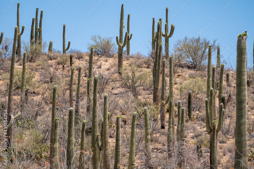 Group of saguaro cactus in Saguaro National Park in the Sonoran Desert of Tucson Arizona