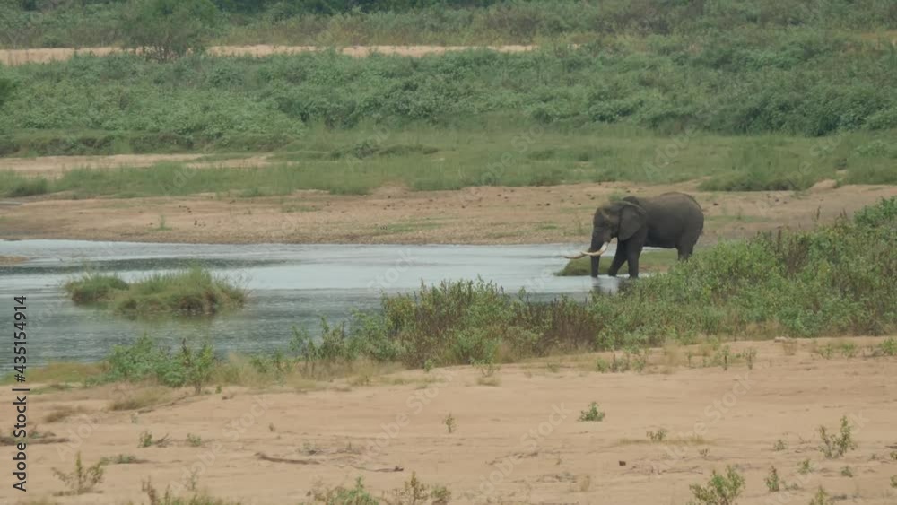 African Bush Elephant in Natural Environment in South Africa