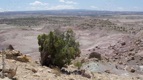 lonely juniper tree in gusty wind in badlands of Westwater area in Utah, springtime midday scenery photo