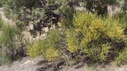 mormon tea bush and juniper tree in gusty wind in badlands of Westwater area in Utah, springtime midday scenery photo