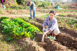 Woman of asian appearance working in garden between beds with hoe in hands