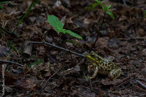 A tiny frog rests at the side of a hiking trail near the Greenock Swamp in Ontario, looking up at a three-leafed plant as it waits for the hikers to pass by. photo